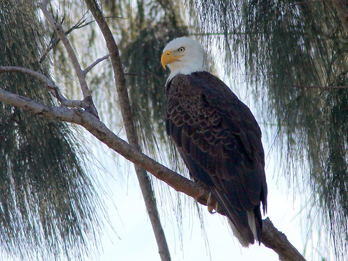 Bald Eagle female 20110130