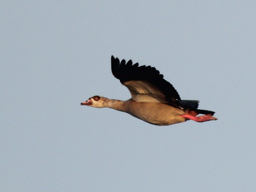 Egyptian Goose - Alopochen aegyptiaca 20110201