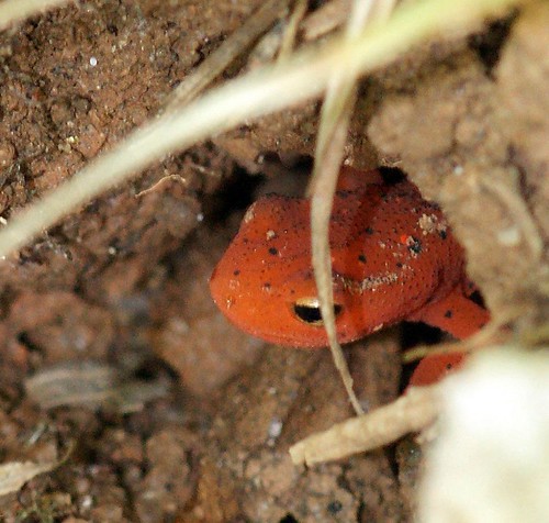 A Salamandar hides in the mud.
