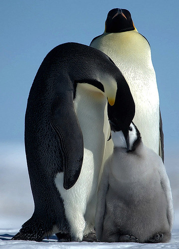 Emperor penguins - Riiser Larsen Ice shelf. by Jo Sze