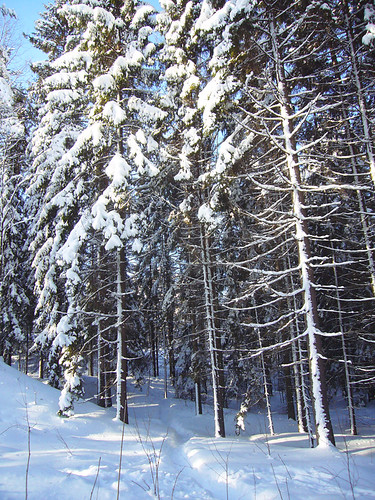 tall trees, covered in snow