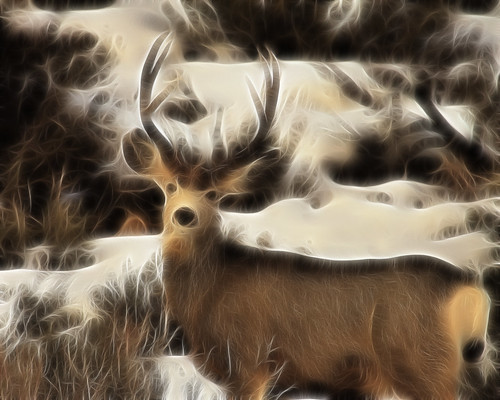 8x10 Mule deer fract IMG_0402 -1
