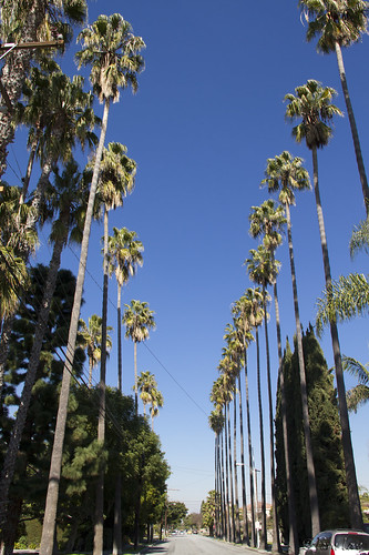 Palms on Tweedy Lane