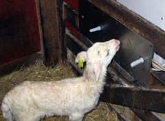 Lamb nursing
