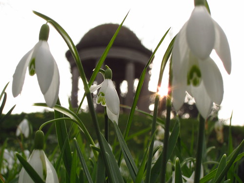 Snowdrops at the Temple of Aeolus, Kew Gardens
