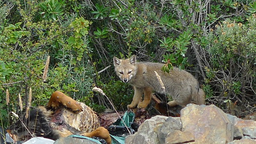 Patagonian Fox - Ushuaia, Argentina