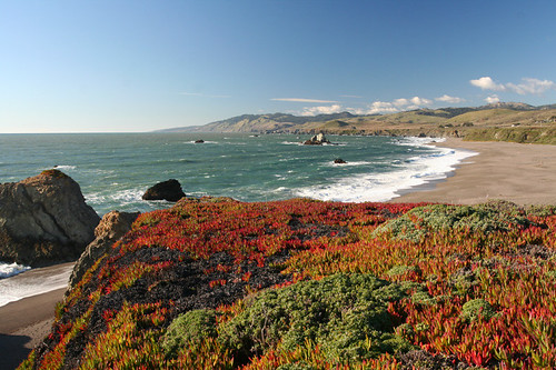 California coast (and ice plants)