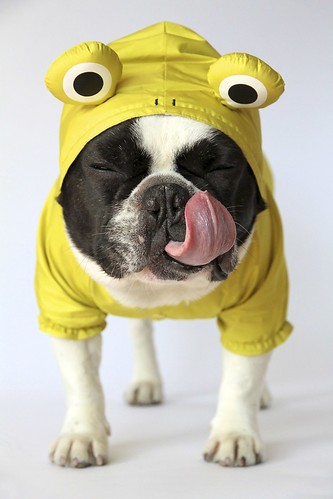 French Bulldog Chikuwa in his new frog raincoat by solutionsoap