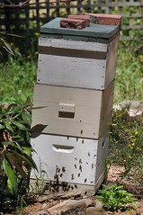 An active beehive
