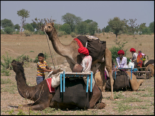 Nomads Of Rajasthan. Rajasthan Nomads. Unloading the camels