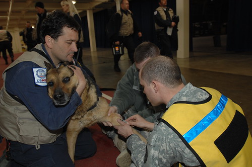 Base personnel in Misawa draw blood from VA search & rescue unit dog.
