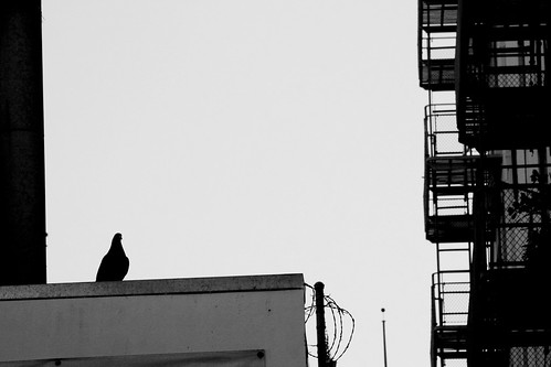 Pigeon Silhouette and Urban Shapes