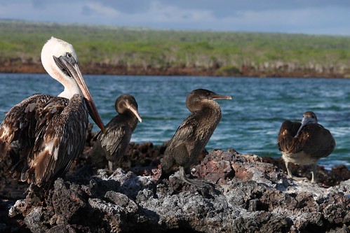 Pelican and cormorants