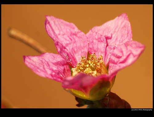 Salmonberry (Rubus spectabilis) Flower