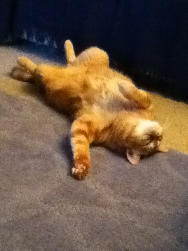 Ptw lazy cat