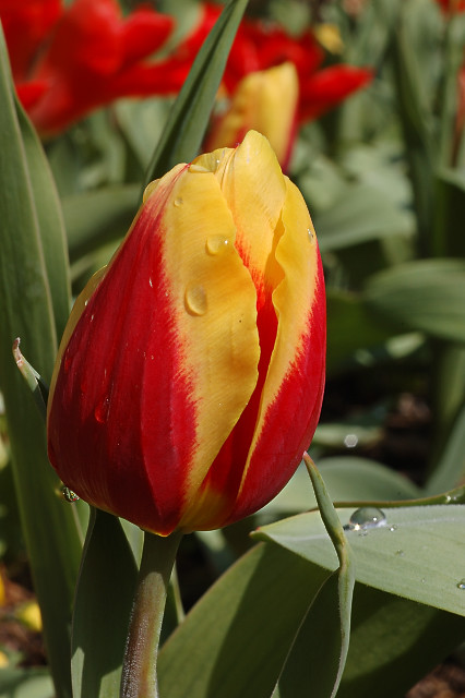 Missouri Botanical Garden (Shaw's Garden), in Saint Louis, Missouri, USA - yellow and orange tulip