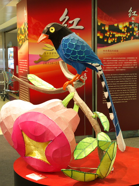 台灣藍鵲的燈籠