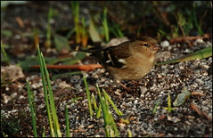 Female Chaffinch at Eden