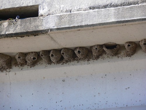 Swallow Nests - 4