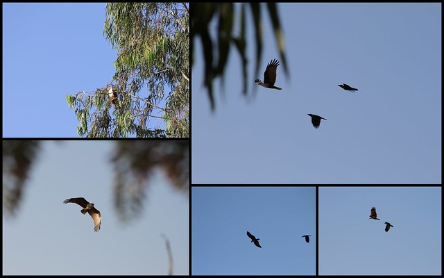 Mobbing - Brahminy Kite VS. Common Crows