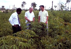 Scientists evaluating cassava in cassava exper...