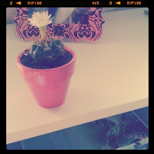 Found this tiny cactus at the supermarket, repotted it, put it under a sunlamp and it bloomed, best dollar ever spent!