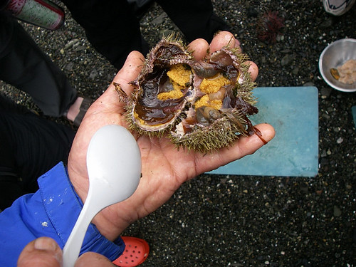eating-sea-urchin