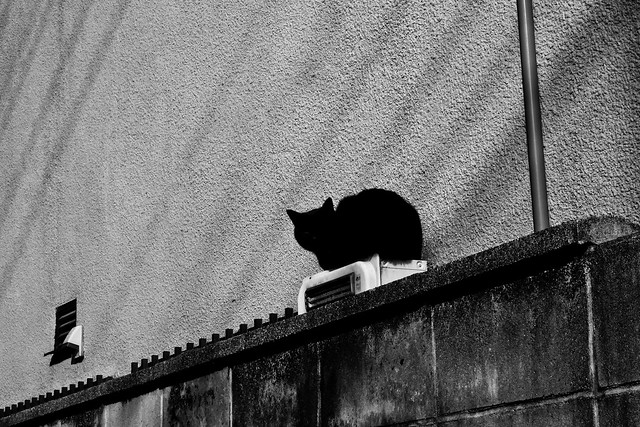 Today's Cat@2011-03-03