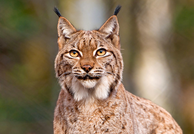 Lynx looking right at me