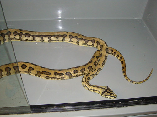 Super Jaguar Carpet Python. Jaya Jaguar carpet python.