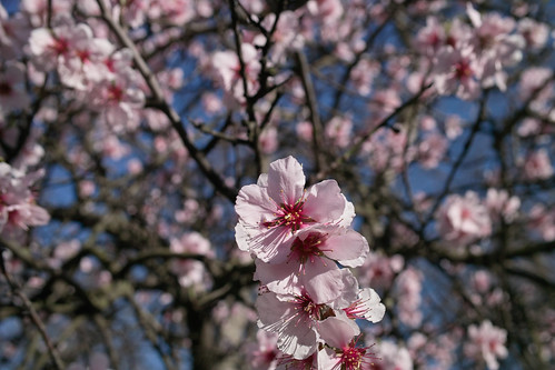 Almond blossom by i_noriyuki