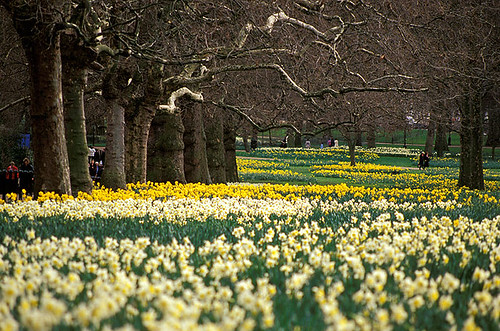 Spring daffodils in Green Park, London