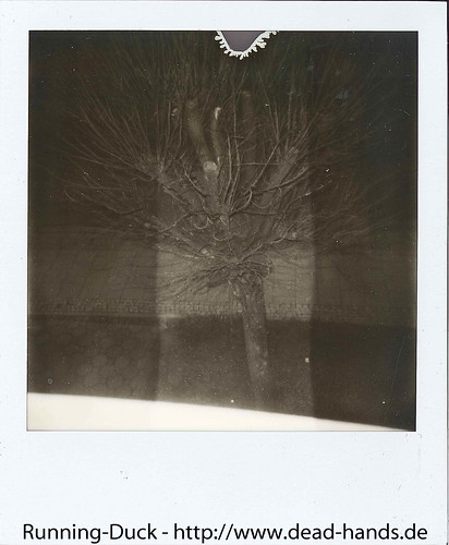 Baum bei dunkel