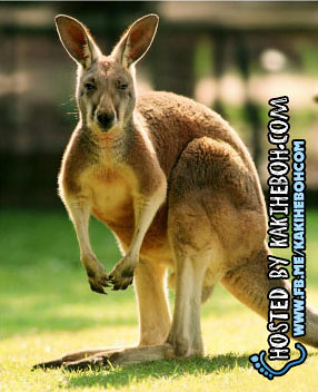 animal-kanggaroo-lompat