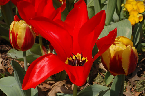Red tulip, at the Missouri Botanical Garden, in Saint Louis, Missouri, USA