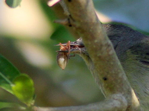 Orange-crowned Warbler prey 20110129