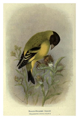 002-Chamariz de cabeza negra-Birds of La Plata 1920- William Henry Hudson 