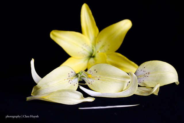 PAD - Feb 9 - The Demise of Lilium Asiatic