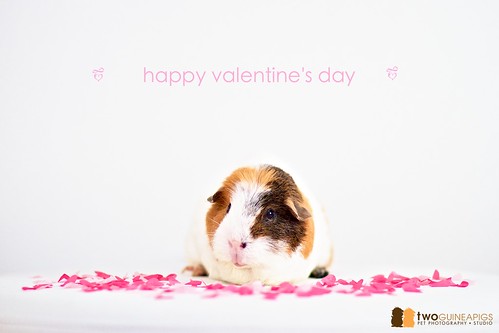 twoguineapigs pet photography pet portrait of a guinea pig called wiggley on valentine's day 2011