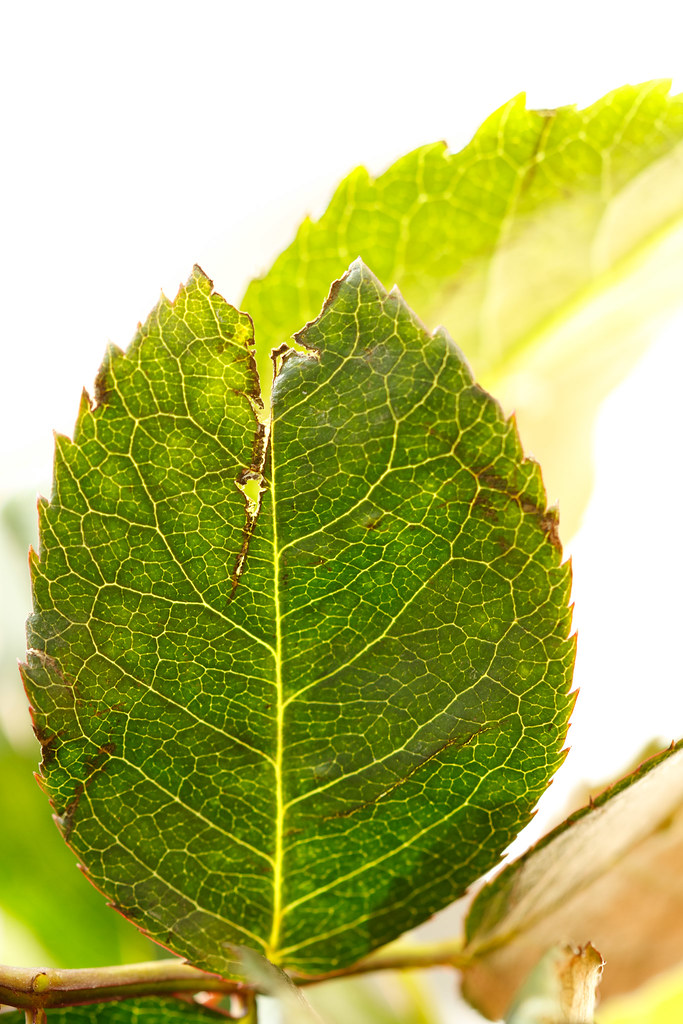 Leaf in the sun