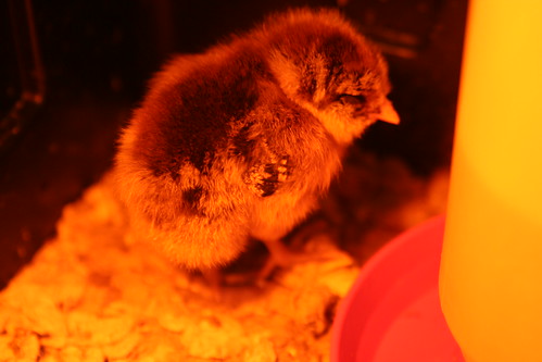 Fuzzy Ameraucana Chick Under the Heat Lamp