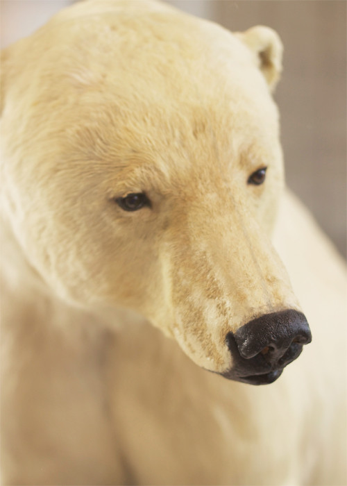 California Polar Bear
