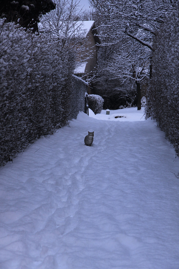 cat in the path