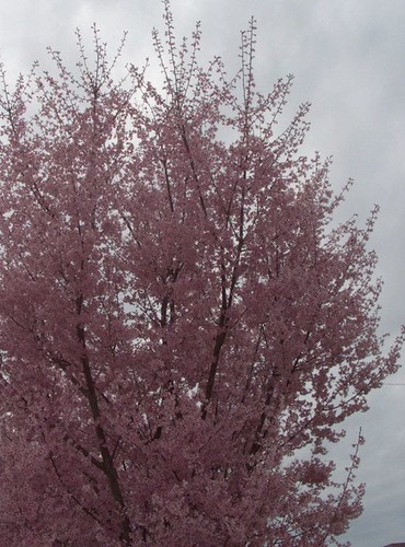 Japanese Cherry Tree