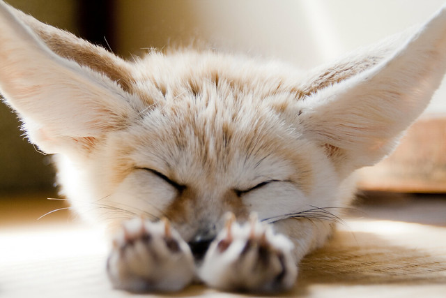 sleeping fennec fox