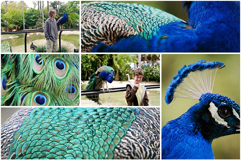 peacock detail