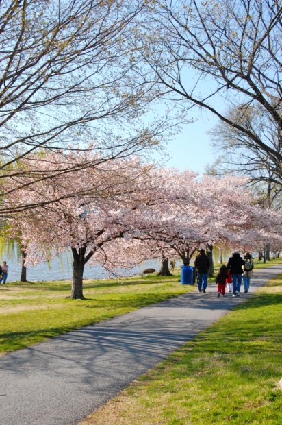trees along Potomac