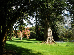 Kilmacurragh Arboretum, Co. Wicklow