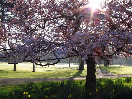 Cherry Tree in Golders Hill Park