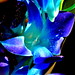Blue Singapore Orchid 1